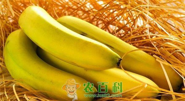 香蕉的贮藏保鲜 香蕉的贮藏保鲜