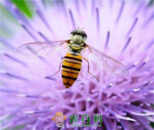锦州市年产蜂蜜逾5000吨已成国家大型产地