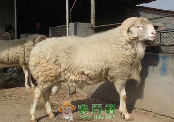 小尾寒羊 利用小尾寒羊生产肥羔