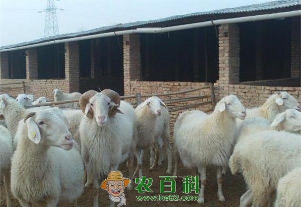 小尾寒羊 小尾寒羊羔羊快速育肥技术