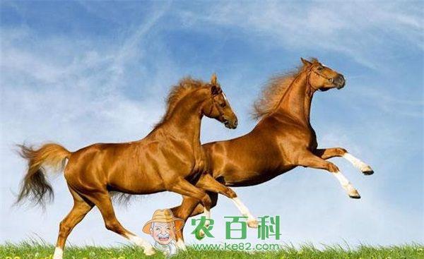 农牧民冬季养马促增收