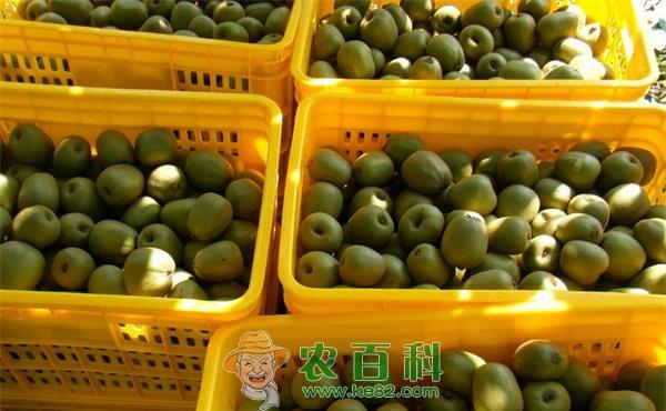 奇异果 陕西眉县奇异果销售前景看好