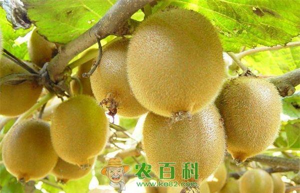 猕猴桃种植的扦插繁殖技术