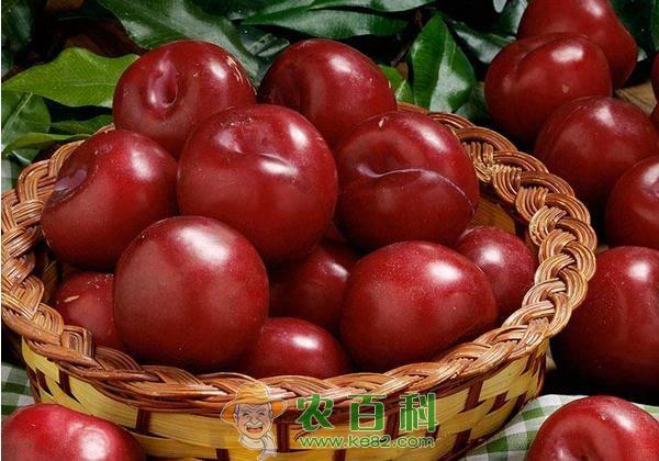 李子的营养价值