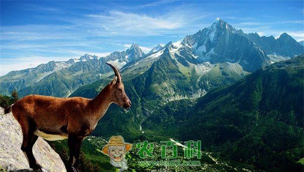 山羊 红烧山羊羊肉的制作方法怎么做好吃