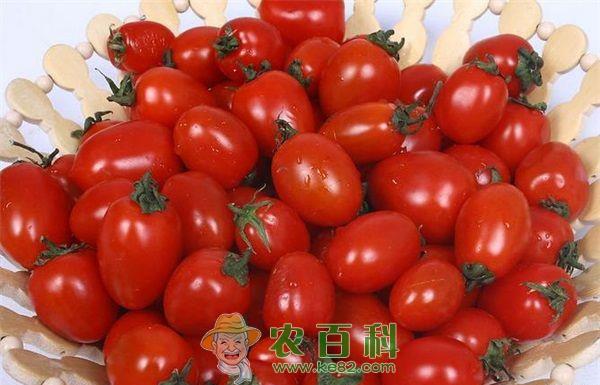 圣女果病虫害防治技术