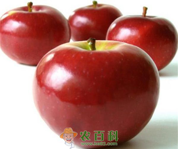 蛇果 蛇果树腐烂病物理防治方法