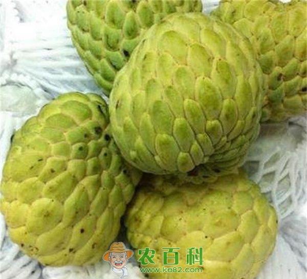 释迦 释迦秋冬期的病虫害防治