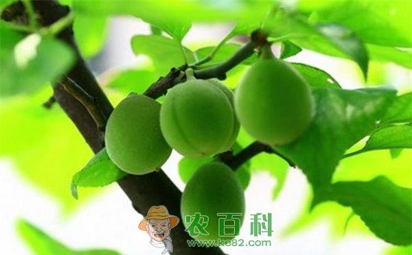 青梅成为周吴致富宝贝