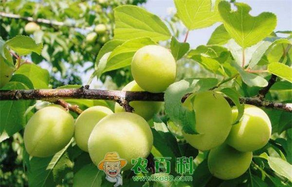 小青梅做出大文章