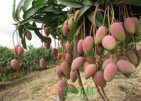 芒果种植的嫁接育苗