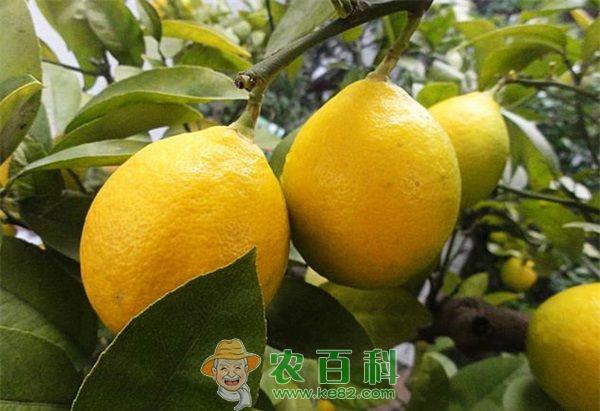 柠檬--土客网网 柠檬的保存方法