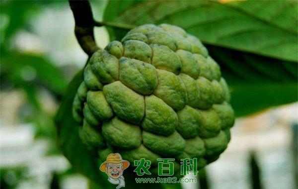 番荔枝种植怎么催熟 土客网网 番荔枝种植怎么催熟