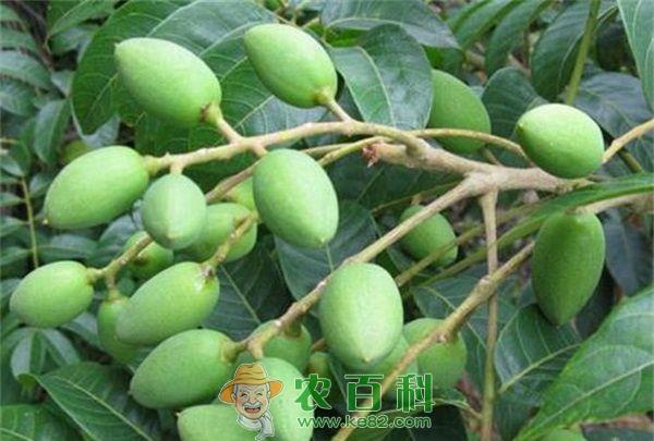 橄榄木虱、粉虱的综合防治