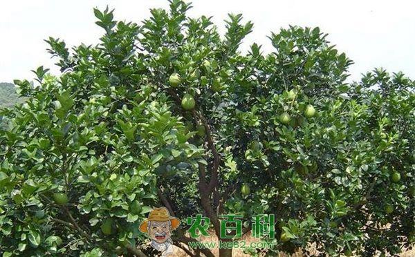 沙田柚子、柑橙的管护