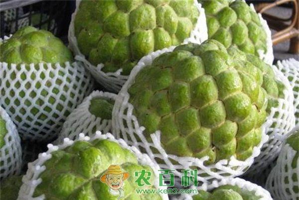 释迦 释迦的功效与作用