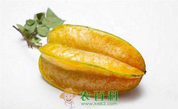 杨桃 秋来杨桃甜农民采摘忙