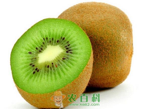奇异果 天台县成功引种新西兰奇异果