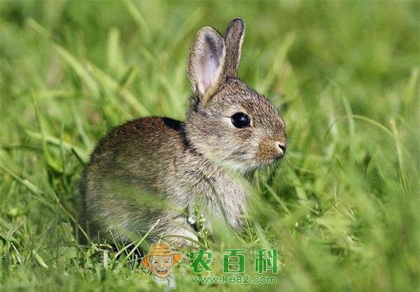 夏季幼兔腹泻病的种类及防治 土客网网 夏季幼兔腹泻病的种类及防治