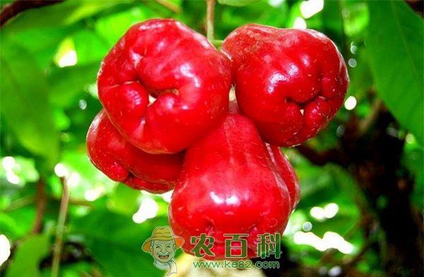 莲雾基地 海口两镇打造莲雾基地 村民走上致富路