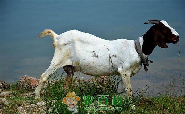 牧场调整产业结构 棉农养波尔山羊发“羊”财