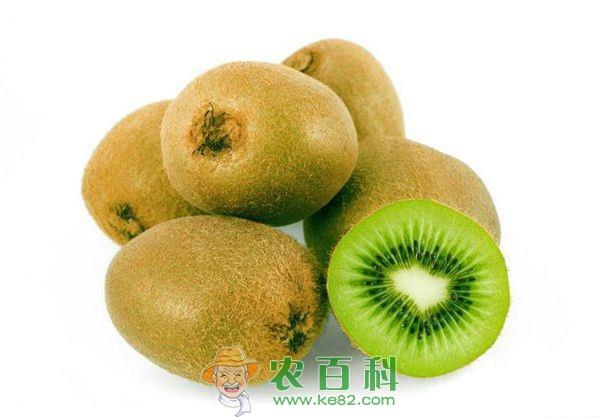 猕猴桃 央视聚焦周至猕猴桃丰收