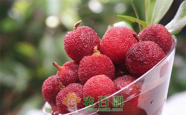 杨梅新品种东魁杨梅