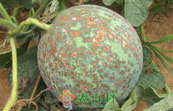 西瓜炭疽病防治