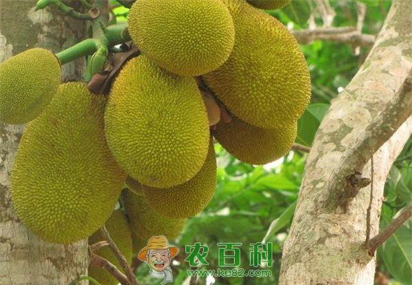 菠萝蜜 龙眼地遍种菠萝蜜