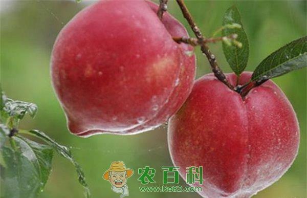 石屏县哨冲镇举办大红桃种植培训