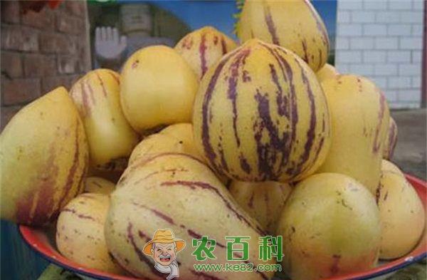 人参果 人多果的防护措施