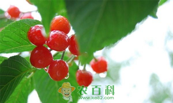 樱桃种植 樱桃种植的病虫害防治