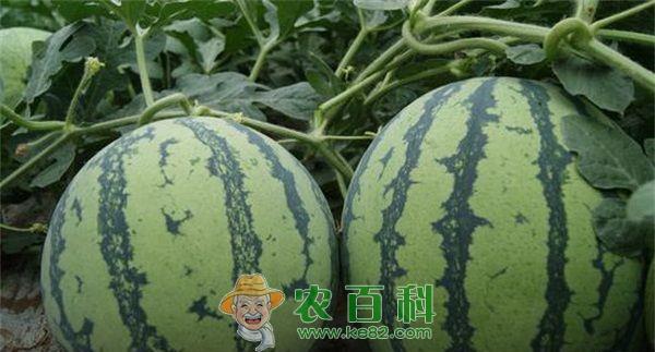 西瓜种植技术 西瓜种植技术之病虫害的农业防治
