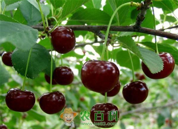 黑珍珠樱桃的形态特征和生长习性