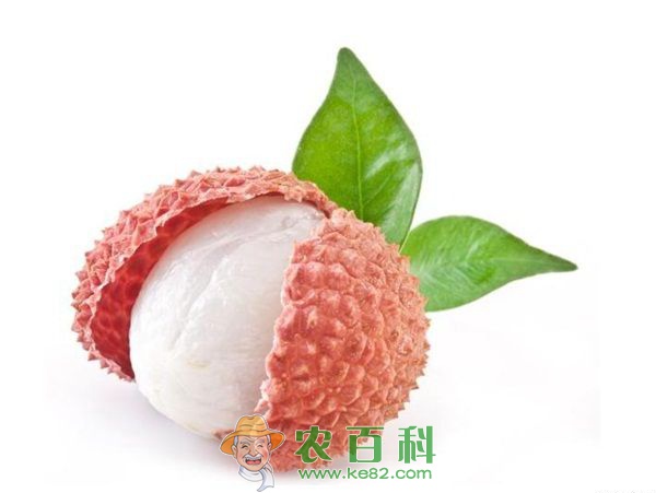荔枝龙眼上的菟丝子如何防治