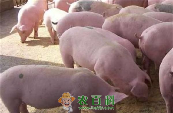 辽宁:春节前生猪价格将继续高位企稳 土客网网 辽宁:春节前生猪价格将继续高位企稳