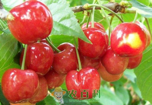 樱桃的功效与作用--土客网网 樱桃的功效与作用