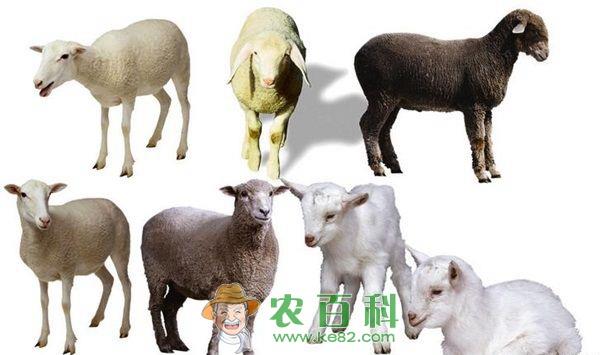 羊 甘肃兰州制定措施控制肉羊价格继续下跌