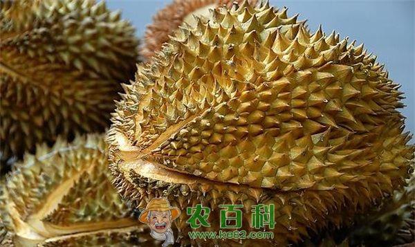 泰国科学家成功培育出无异味榴莲