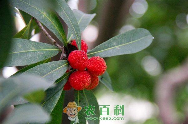 杨梅 提高杨梅栽植成活率方法