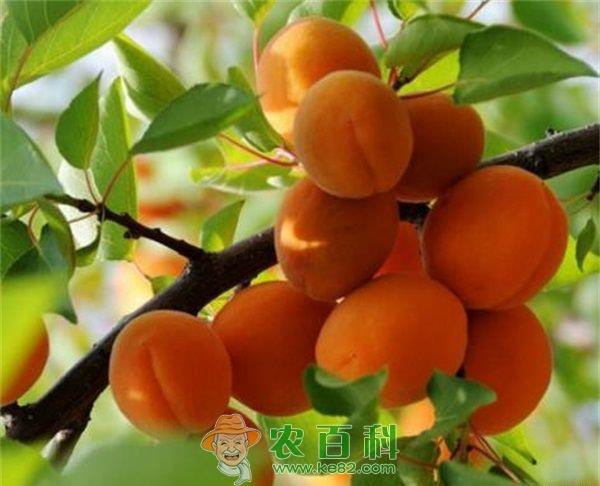 杏 百年贡杏留住乡愁