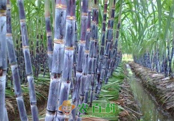 甘蔗 甘蔗防倒伏措施
