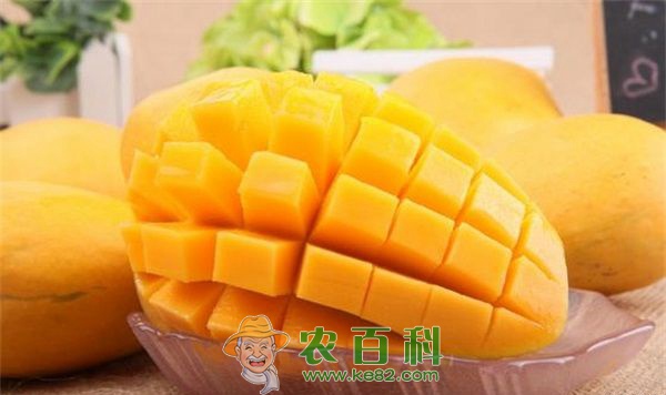 芒果新品种 芒果新品种东镇红芒