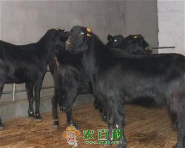 黑山羊 黑山羊误食塑料薄膜后咋办