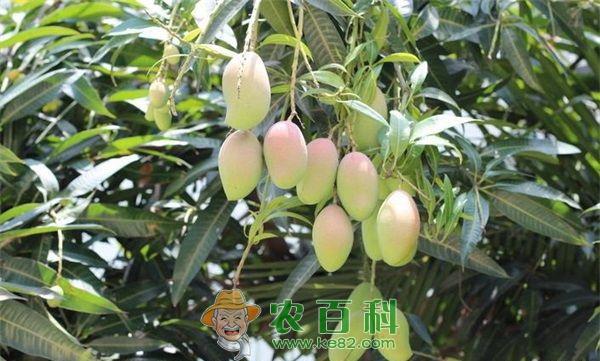 芒果种植 芒果种植的嫁接育苗