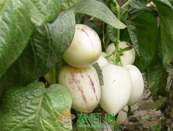 人参果种植 张坤人参果种植效益高