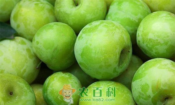 优良晚熟李子品种幸运特点