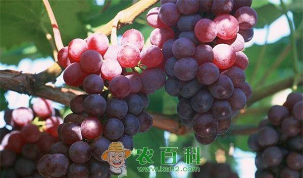 葡萄种植技术 葡萄种植技术之单干双臂树形技术