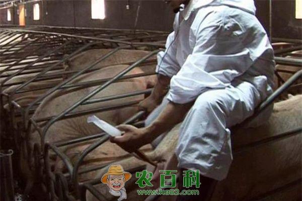 母猪配种时易被忽视的细节 土客网网 母猪配种时易被忽视的细节