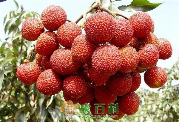 荔枝保鲜原理及技术